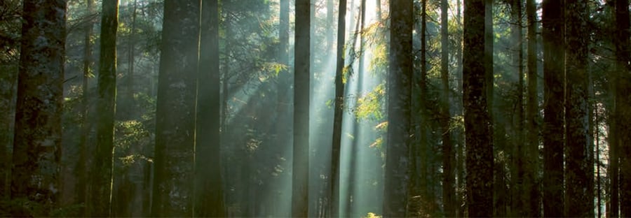 Bild eines lichtdurchfluteten Waldes.
